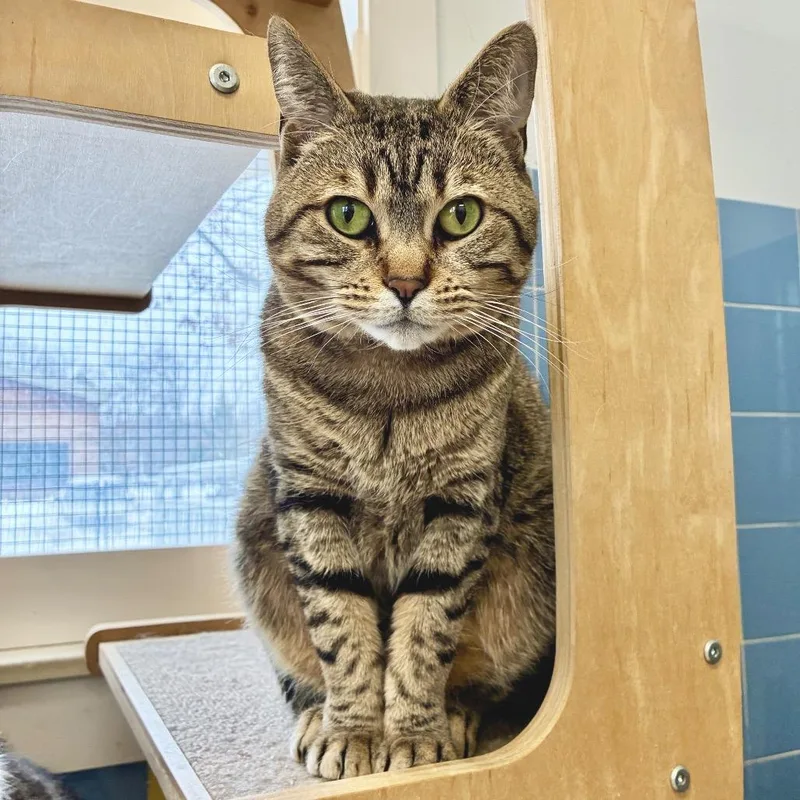 An adult medium-sized male Brown / Chocolate Domestic Short Hair cat named Jaden for adoption in East Hampton, NY