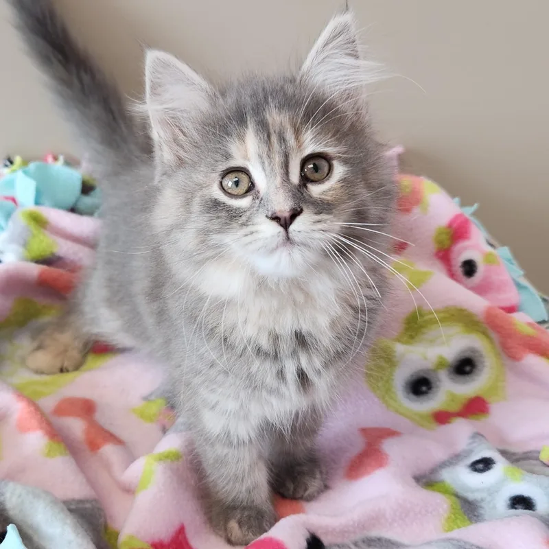 A baby medium-sized female Dilute Tortoiseshell cat named Goomy for adoption in Marshfield, WI