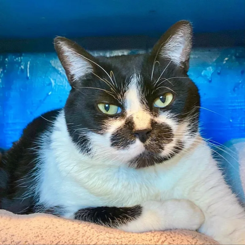 A senior small-sized male Black Domestic Short Hair cat named Koru for adoption in Tucson, AZ