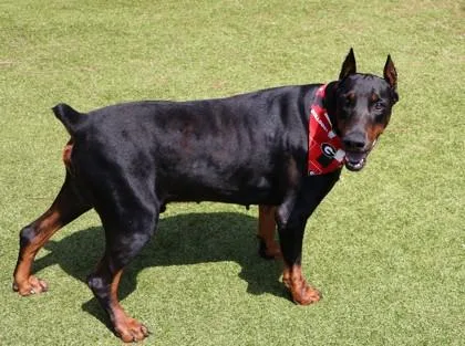 An adult extra large-sized male Mixed Breed dog named Skooby for adoption in Athens, GA