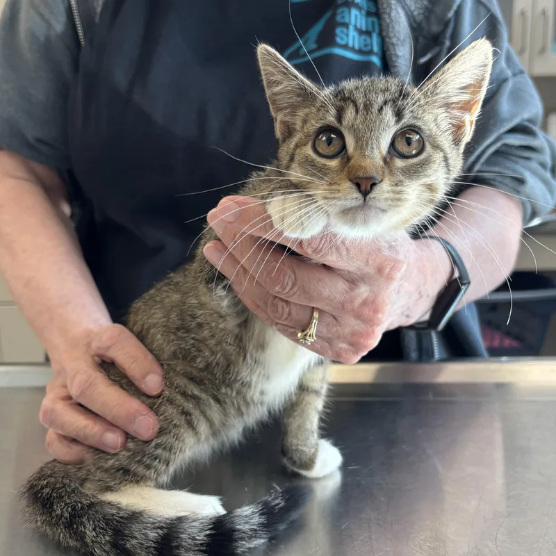 A young medium-sized female White Domestic Short Hair cat named Annie for adoption in Evanston, IL