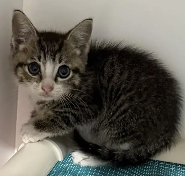 A baby small-sized male Domestic Short Hair cat named Austen for adoption in Escondido, CA