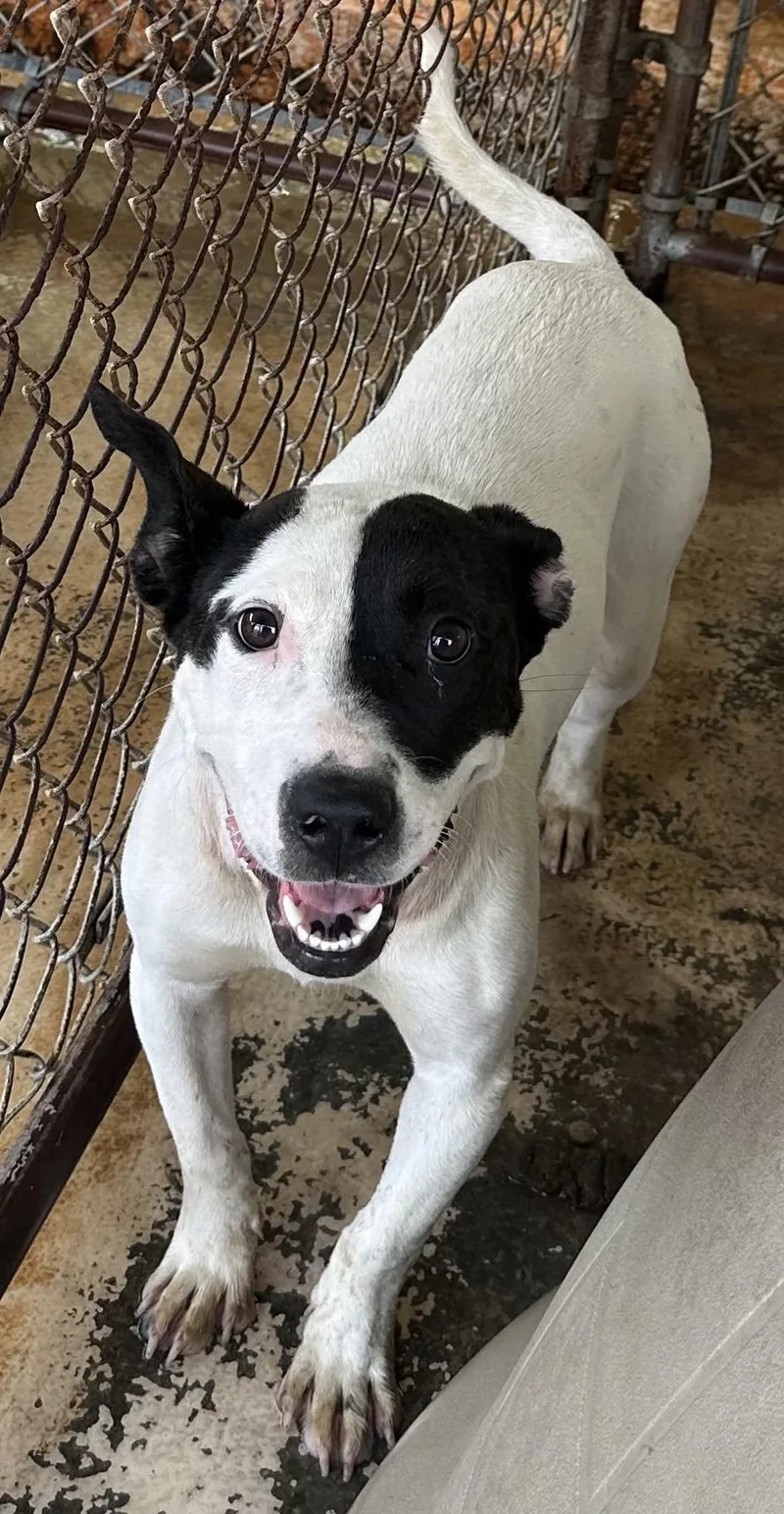 An adult medium-sized female Bicolor Mixed Breed dog named Cookie for adoption in Bruce, MS