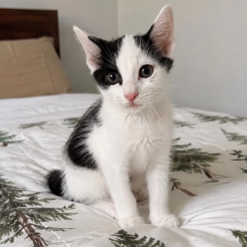 A baby small-sized male White Domestic Short Hair cat named Tartan for adoption in Alexandria, VA