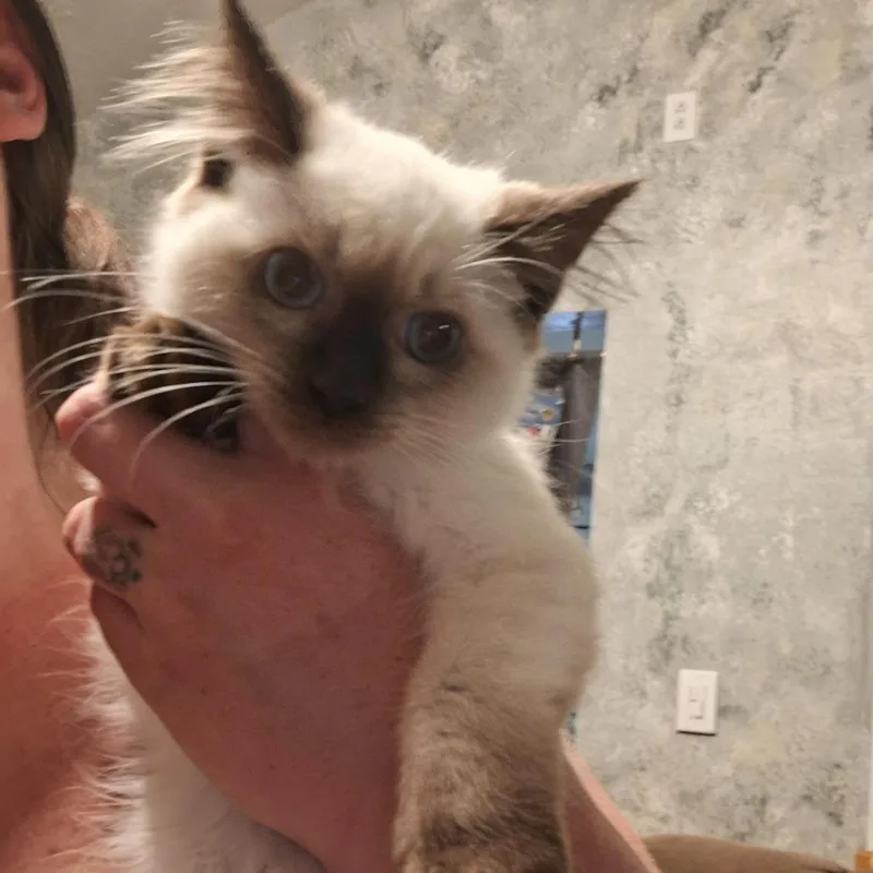 A baby small-sized female White Siamese cat named Hennessy for adoption in Grantsville, UT