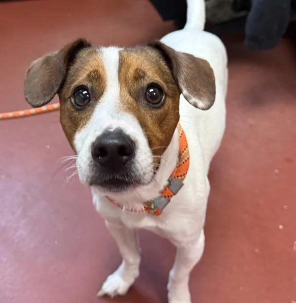 An adult small-sized male Jack Russell Terrier dog named Baby for adoption in Salisbury, MD