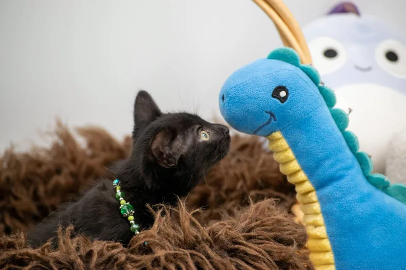 A baby small-sized female Black Domestic Short Hair cat named Pterodactyl for adoption in Sevierville, TN