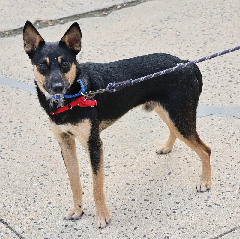 A young small-sized male German Shepherd Dog dog named Crawdad for adoption in Harrison, NY