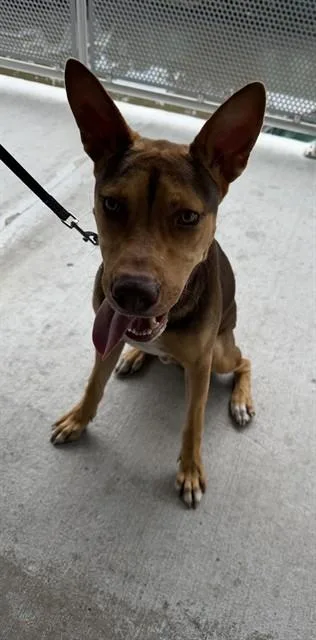 A young large-sized male Terrier dog named Enzo for adoption in Miami, FL