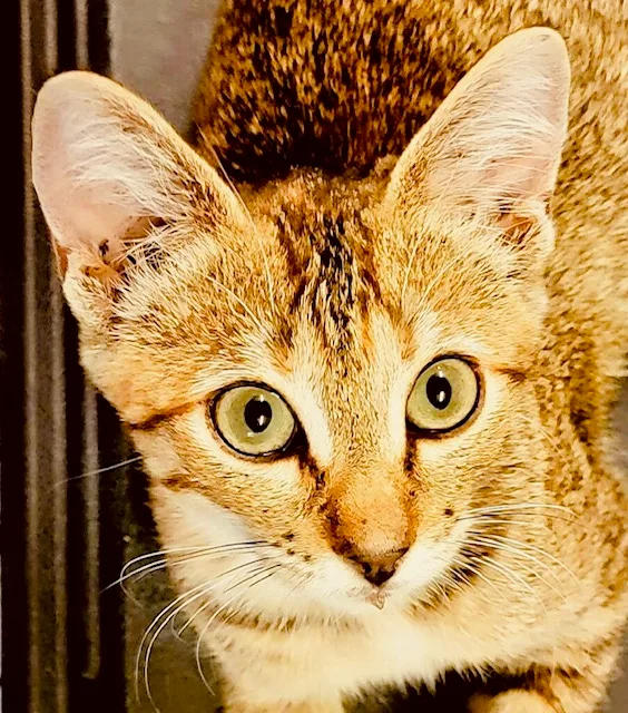 Tinker Bell thumbnail 2