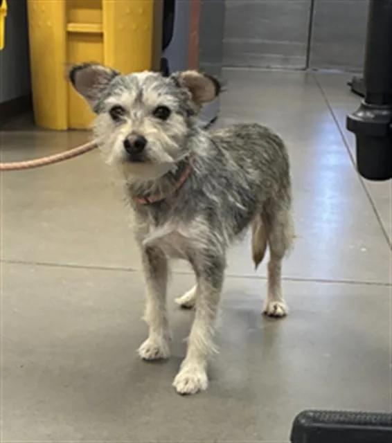 A young small-sized male Schnauzer dog named Saxaphone for adoption in Phoenix, AZ