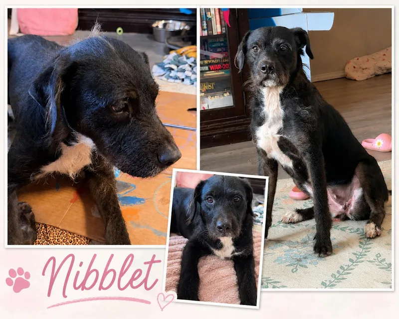 A young large-sized female Terrier dog named Nibblet for adoption in Zimmerman, MN