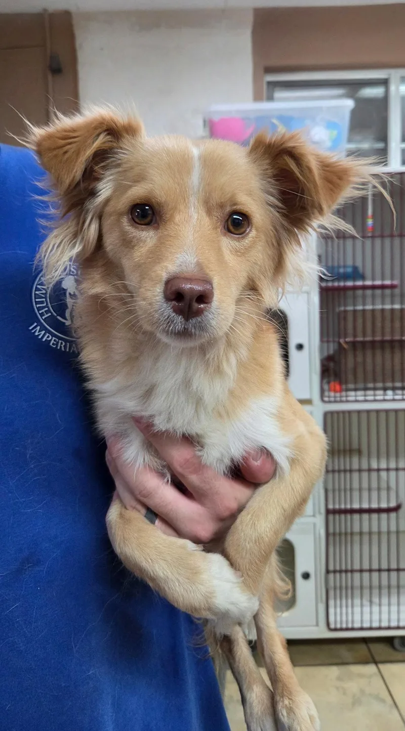 A young medium-sized male Spaniel dog named Chirp for adoption in El Centro, CA