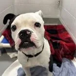 An adult medium-sized male Black Boxer dog named Brutus for adoption in Hilliard, OH