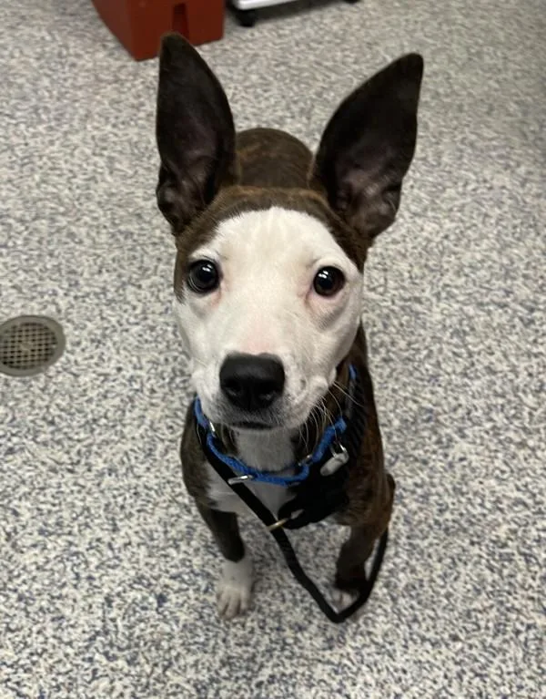 An adult medium-sized female Pit Bull Terrier dog named Hazel for adoption in Golden, CO