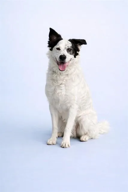 A young medium-sized male English Shepherd dog named Thor for adoption in Westminster, MD