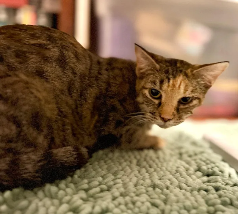 A young large-sized female Domestic Short Hair cat named Rosaline + for adoption in Augusta, GA
