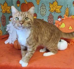 An adult medium-sized female Domestic Short Hair cat named Georgia for adoption in Bucyrus, OH