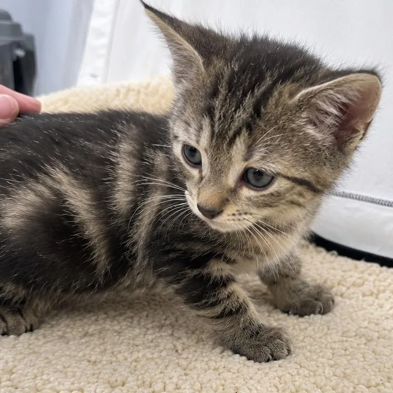 A baby medium-sized male Tabby (Brown / Chocolate) Domestic Short Hair cat named Sam for adoption in Houston, TX