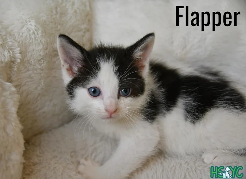 A baby medium-sized female Domestic Short Hair cat named Flapper for adoption in Fort Mill, SC