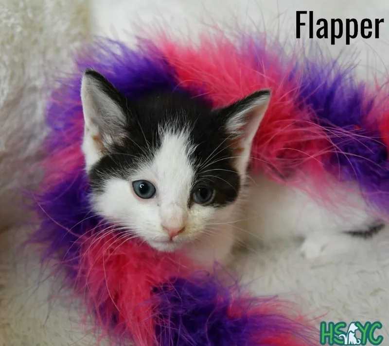 Flapper thumbnail 2