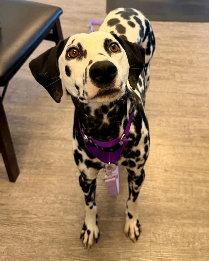 A young medium-sized female Dalmatian dog named Edelweiss for adoption in Reno, NV