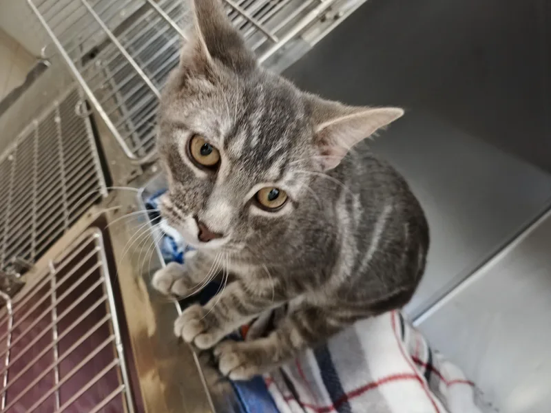A young medium-sized male Gray & White Domestic Short Hair cat named Nimbus for adoption in Centralia, IL