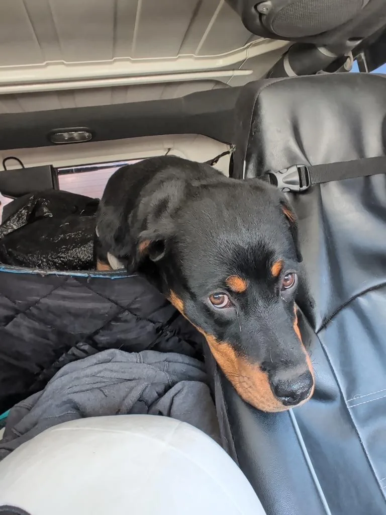 A baby large-sized female Rottweiler dog named Anyka for adoption in Reno, NV