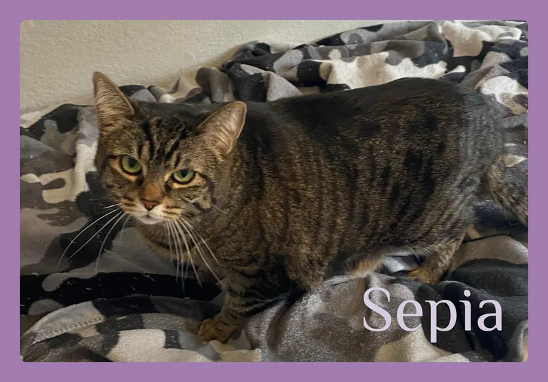 An adult medium-sized female Tabby (Brown / Chocolate) Tabby cat named Sepia for adoption in Lawton, OK