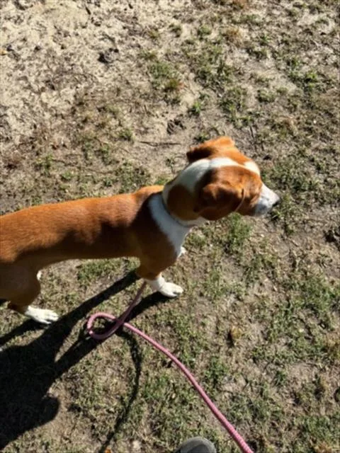 A young medium-sized female Treeing Walker Coonhound dog named Callie for adoption in Wilmington, NC