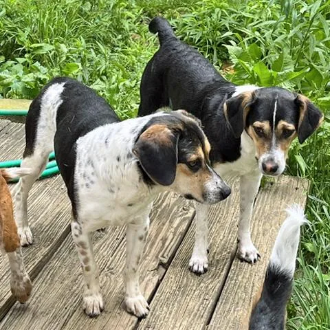 A young medium-sized male Tricolor (Brown, Black, & White) Beagle dog named Keeton for adoption in London, OH