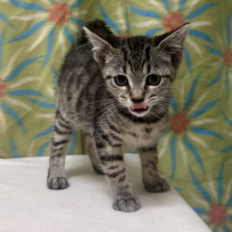 A baby medium-sized female Tabby (Gray / Blue / Silver) Domestic Short Hair cat named Fidget for adoption in Libertyville, IL