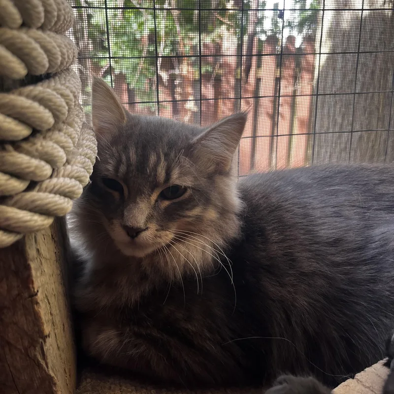 A young medium-sized male Domestic Long Hair cat named Kelle for adoption in Grosse Ile, MI