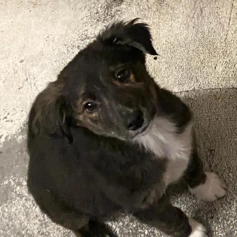 Fluffy Puppy