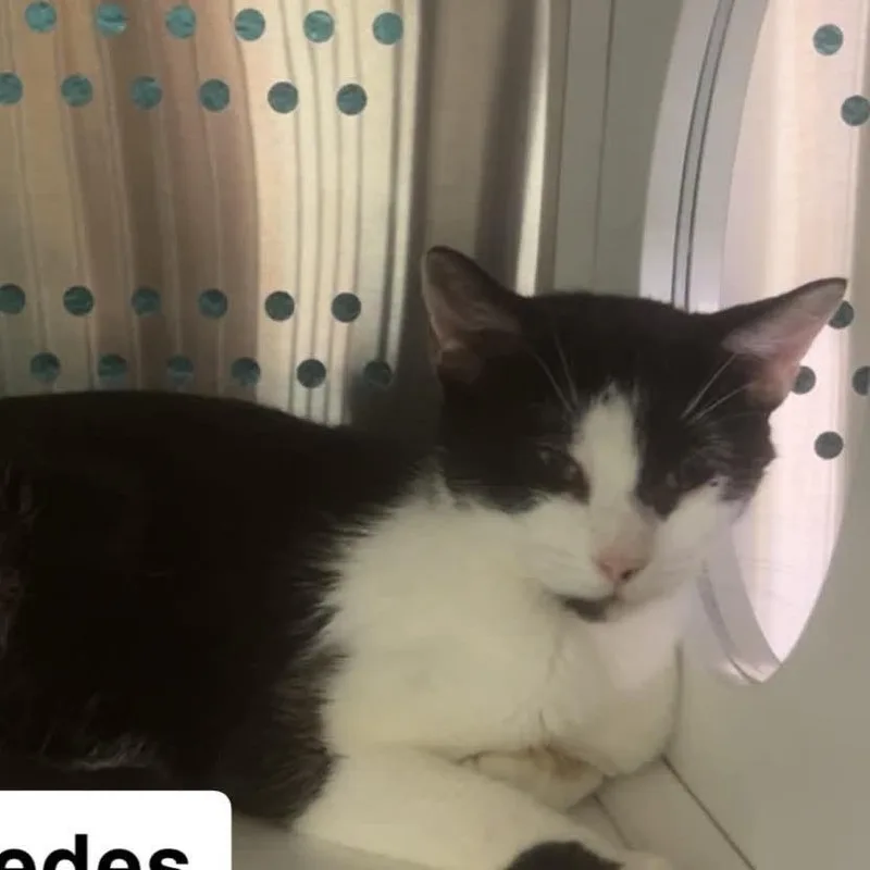 A young small-sized female Black Domestic Short Hair cat named The Cars Mercedes for adoption in Washington, DC