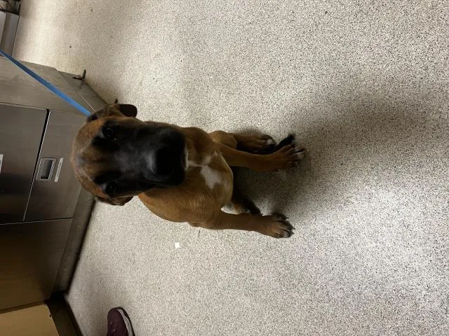 A baby small-sized male Cane Corso dog named Bamm Bamm for adoption in Riverside, CA