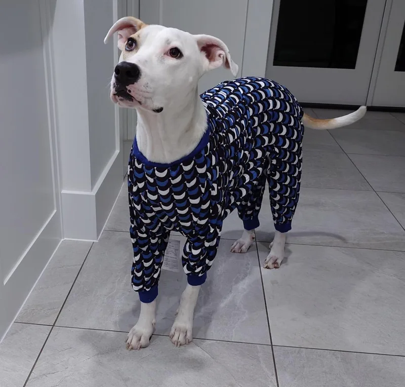 An adult large-sized female Mixed Breed dog named Siena for adoption in Colleyville, TX