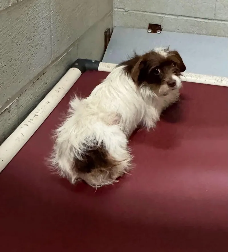 An adult small-sized female White / Cream Terrier dog named Hattie for adoption in Sumter, SC
