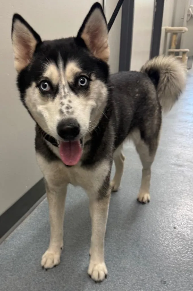 Kelly