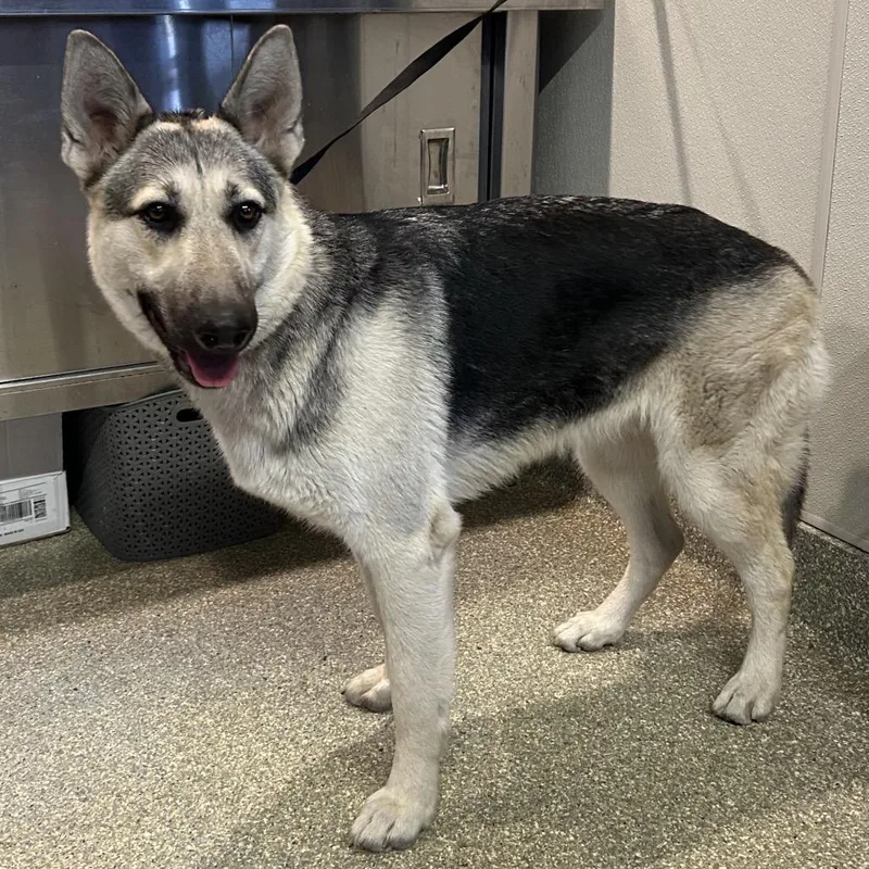 An adult large-sized female White / Cream Shepherd dog named Sasha for adoption in San Gabriel, CA