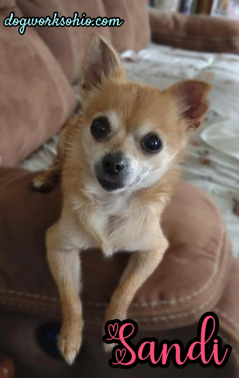 A senior small-sized female Apricot / Beige Chihuahua dog named Sandi for adoption in Toledo, OH