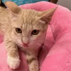 A baby medium-sized female Tabby (Buff / Tan / Fawn) Tabby cat named Giggle for adoption in Green Valley, AZ