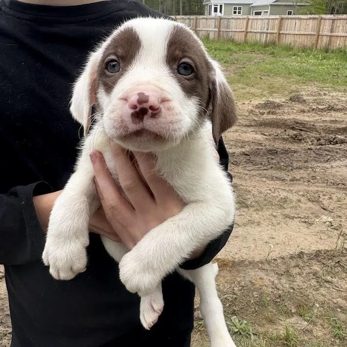 A baby small-sized male White / Cream Labrador Retriever dog named Nirvana for adoption in North Charleston, SC