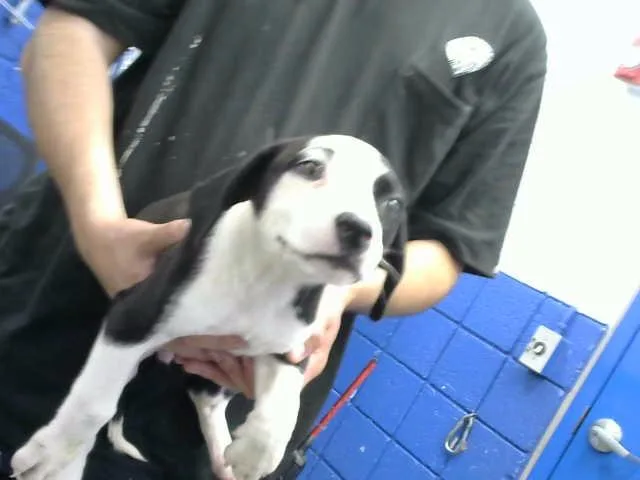 A baby small-sized female Pit Bull Terrier dog named Snow White for adoption in Albuquerque, NM