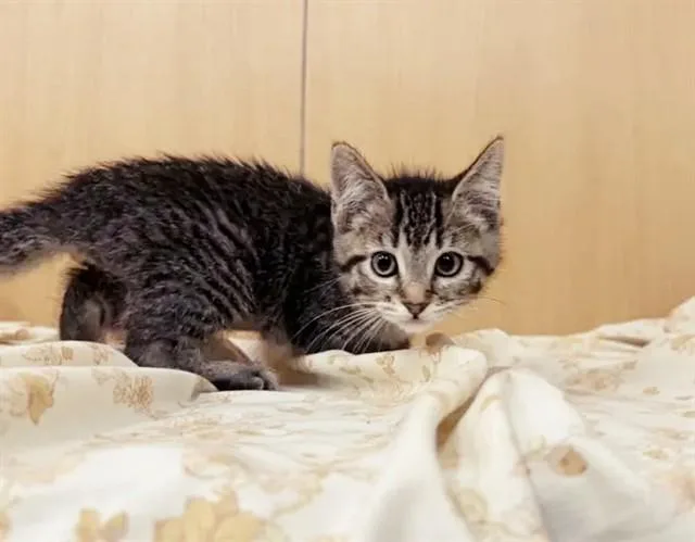 A baby small-sized female Domestic Short Hair cat named Cover Girl for adoption in Saint Louis, MO