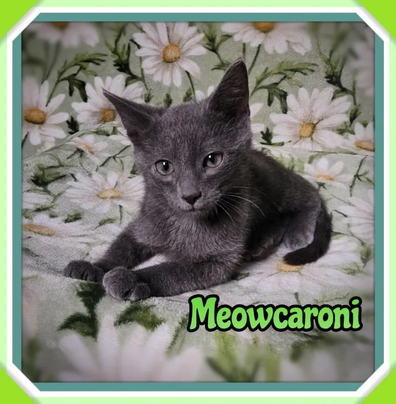 Meowcaroni