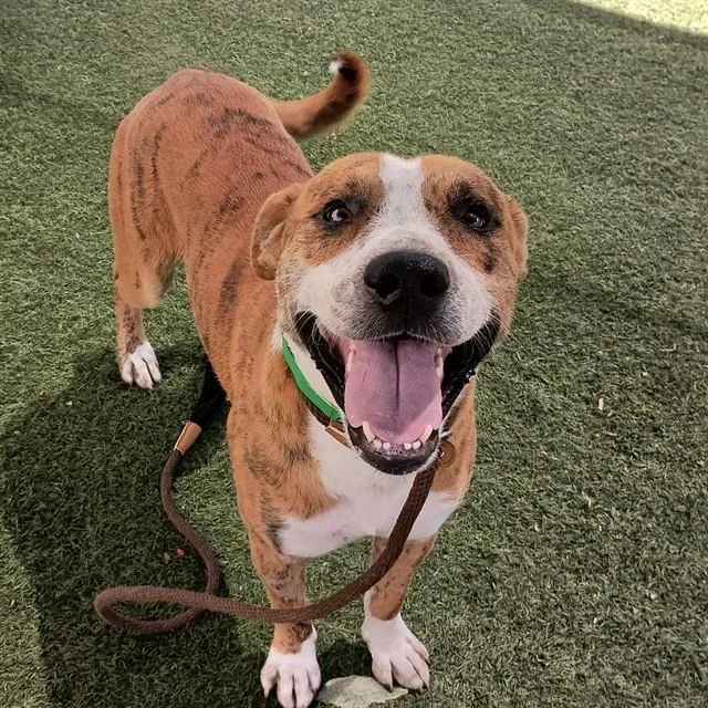 A young large-sized male Pit Bull Terrier dog named Smiley for adoption in Mesa, AZ