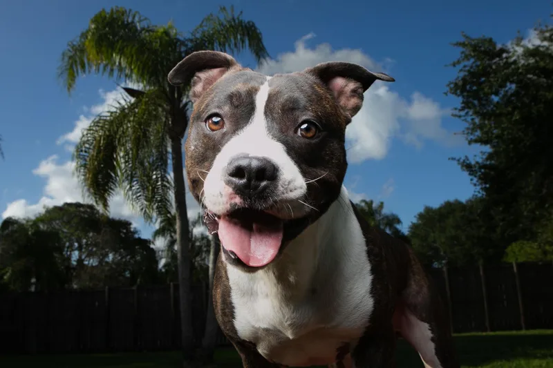 Dozer thumbnail 3
