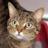 An adult medium-sized female Tabby (Buff / Tan / Fawn) Domestic Short Hair cat named Willow for adoption in Hilliard, OH