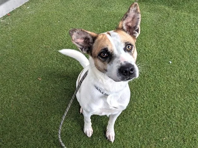 A young large-sized female Australian Cattle Dog / Blue Heeler dog named Cayenne for adoption in Phoenix, AZ